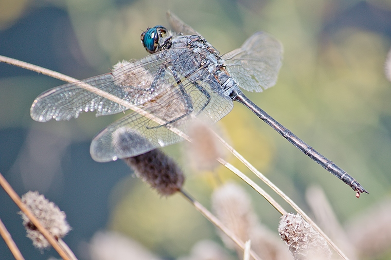 O. trinacria